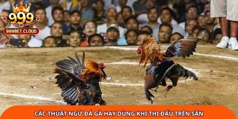 cac-thuat-ngu-da-ga-hay-dung-khi-thi-dau-tren-san