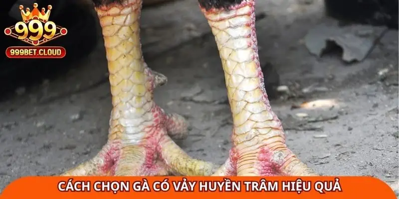 cach-chon-ga-co-vay-huyen-tram-hieu-qua