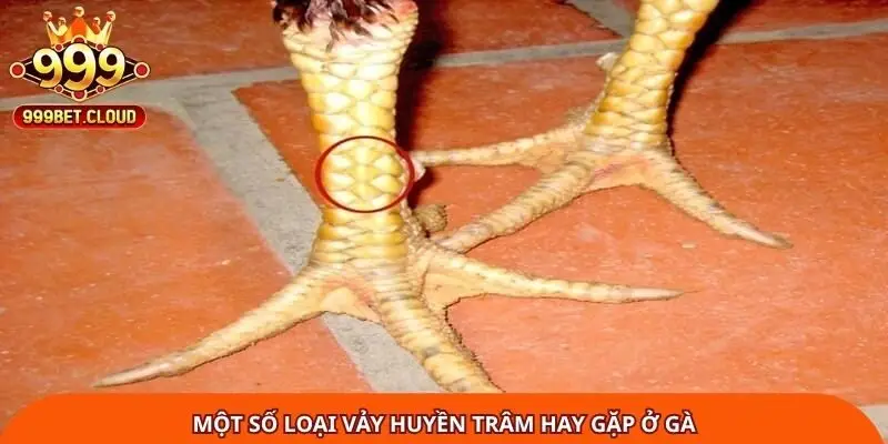mot-so-loai-vay-huyen-tram-hay-gap-o-ga