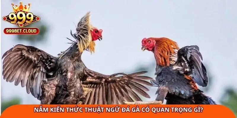 nam-kien-thuc-thuat-ngu-da-ga-co-quan-trong-gi