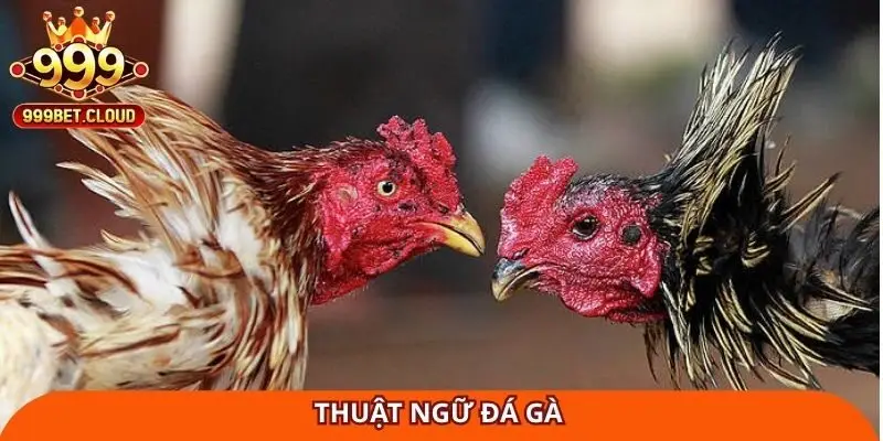 thuat-ngu-da-ga